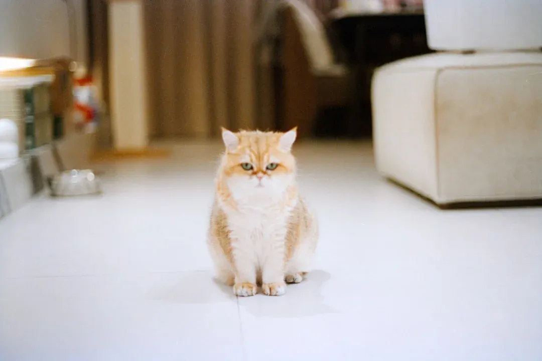 A fluffy ginger and white cat sitting on a white tiled floor in a bright living room
