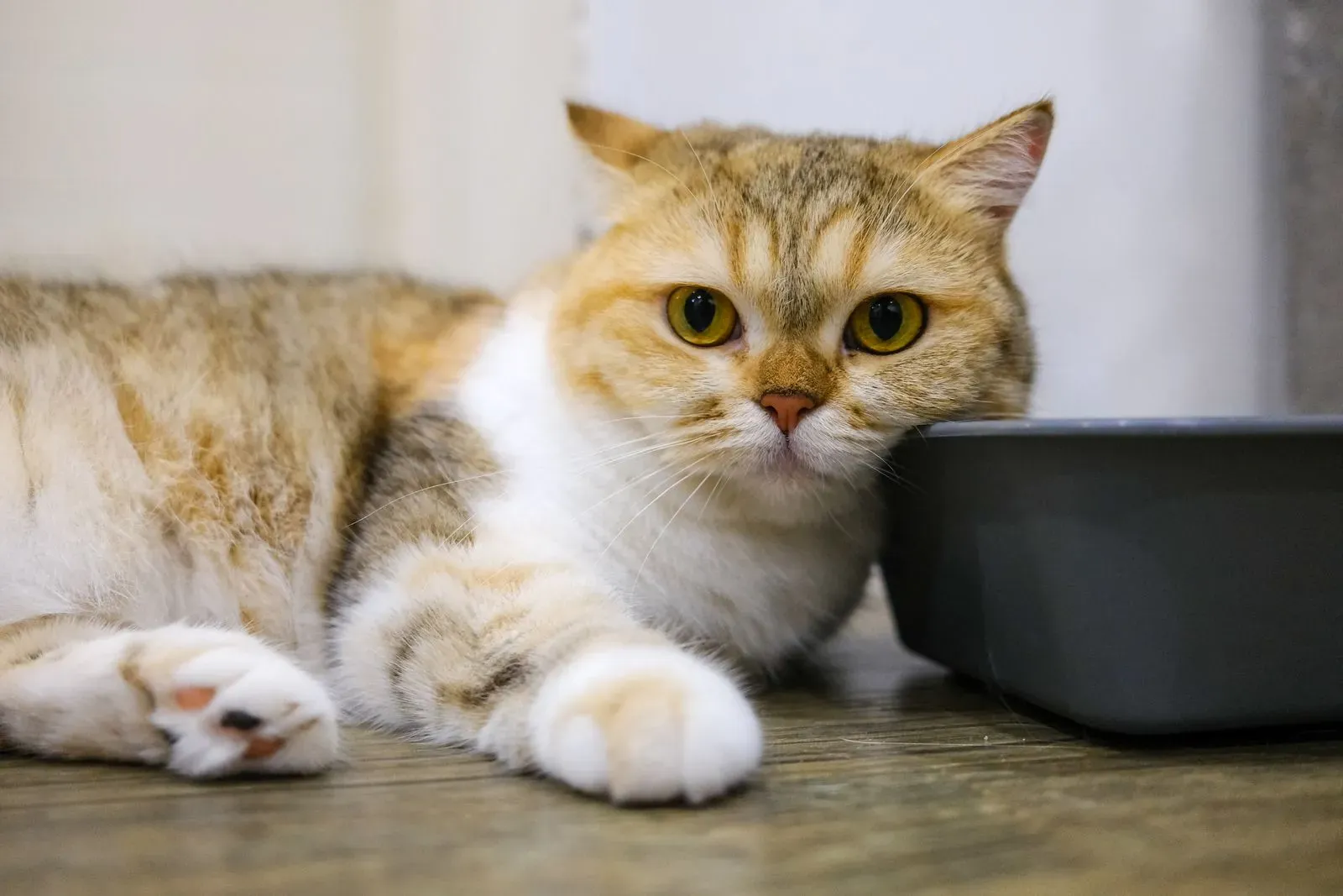 A cream tabby cat lying on the floor beside a litter box