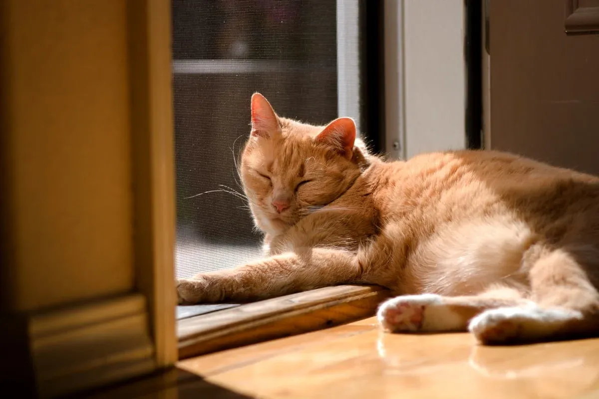 An orange tabby cat asleep in warm sunlight on a wooden floor beside a screen door