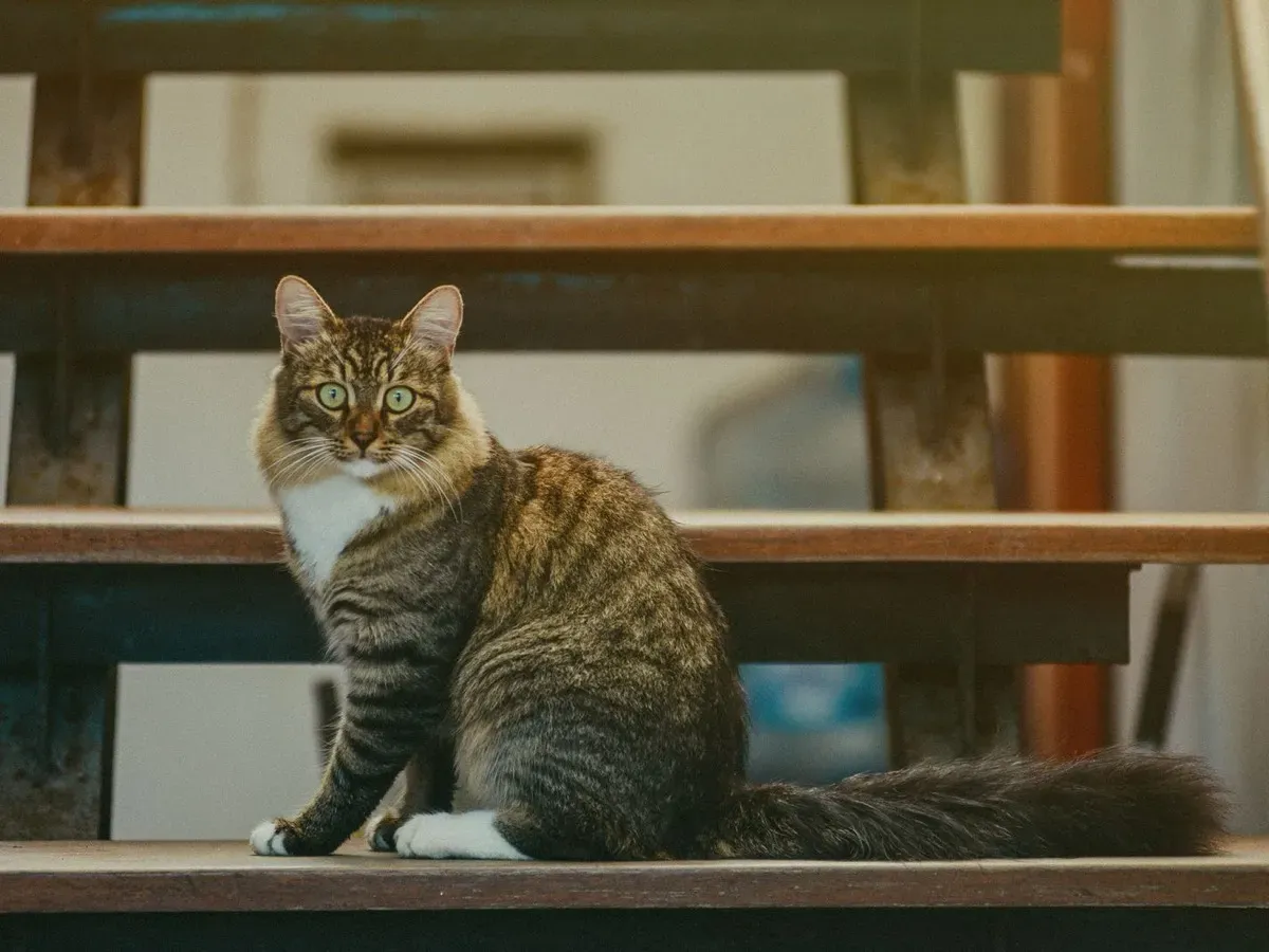 A brown tabby cat with white paws sitting on a wooden step, looking toward the camera