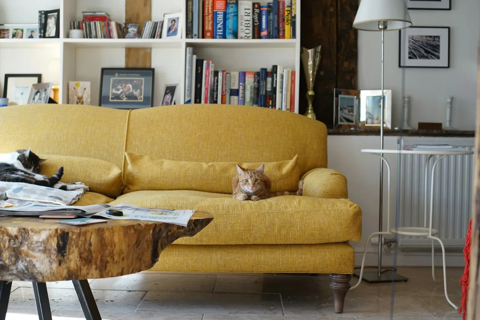 A ginger cat lying on a mustard-yellow sofa while a tabby-and-white cat sleeps at the other end, in a bright living room with bookshelves