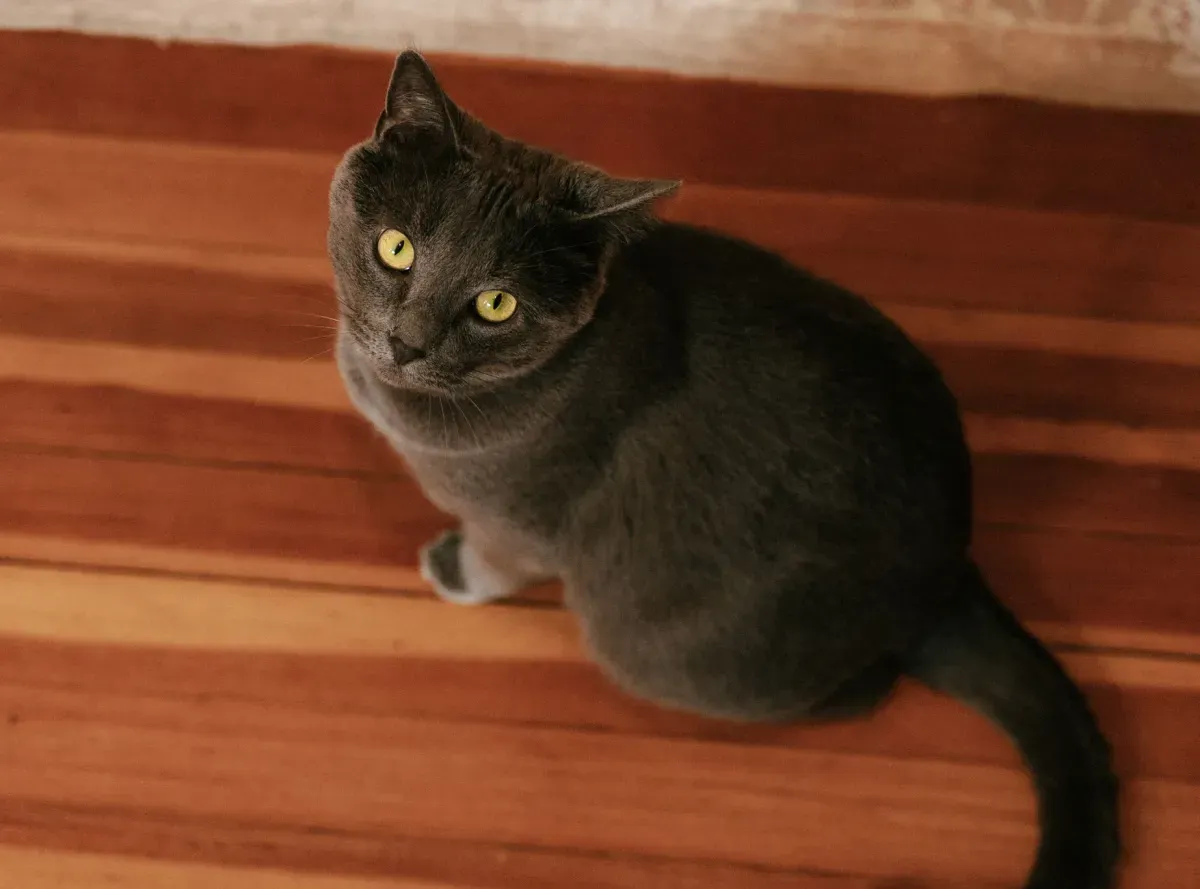A gray cat with yellow eyes sitting on a wooden floor and looking up