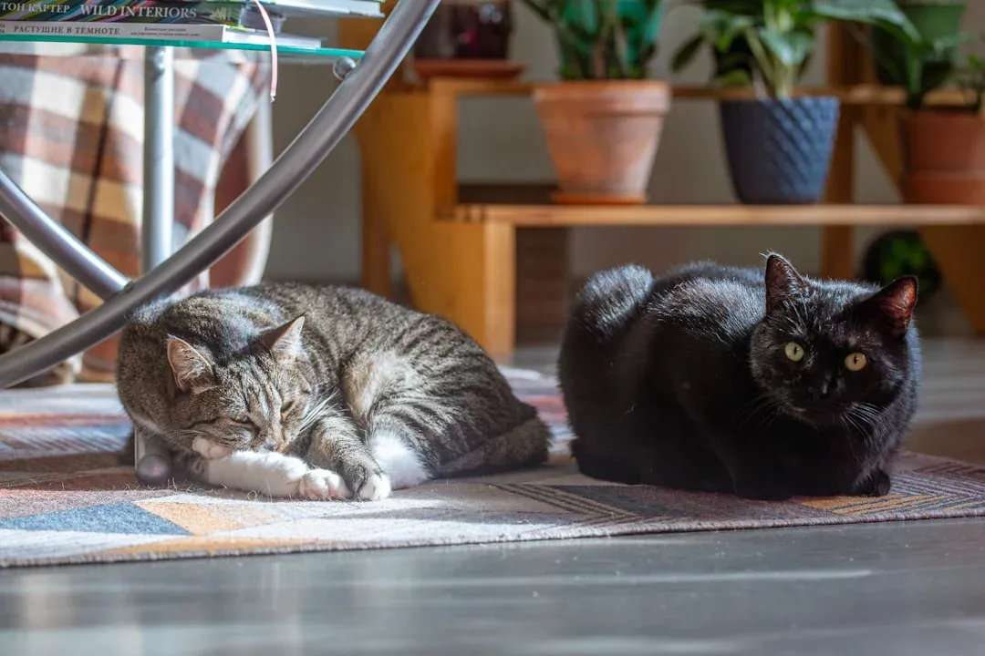 A tabby cat and a black cat resting side by side on a rug in a sunlit living room