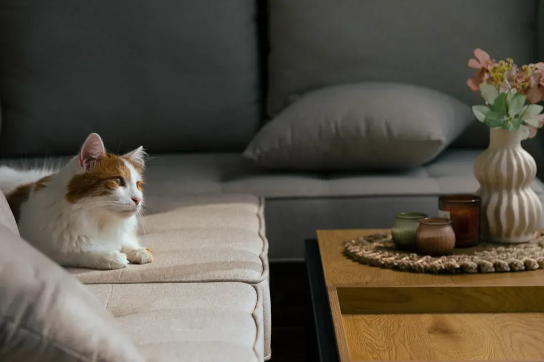A long-haired ginger-and-white cat resting on a pale sofa beside a wooden coffee table